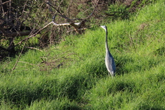 Ardea melanocephala