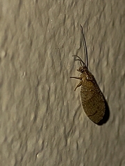 Nusalala tessellata