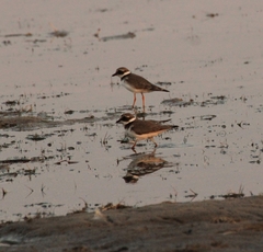 Charadrius hiaticula