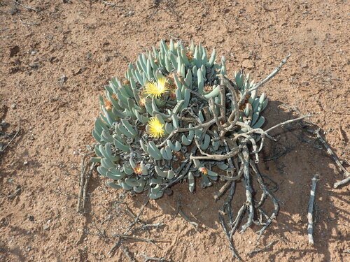 Cheiridopsis robusta