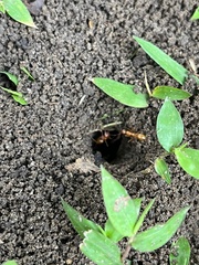 Formica pallidefulva