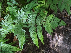 Dryopteris formosana