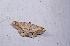 Chiasmia monticolaria