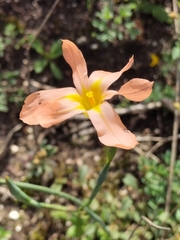 Moraea