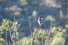 Lanius collaris collaris