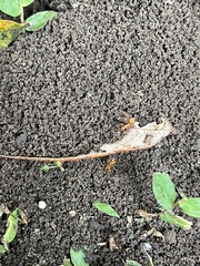 Formica pallidefulva