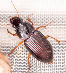 Harpalus pensylvanicus