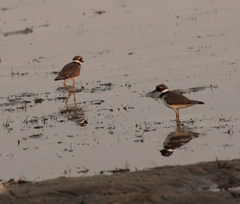 Charadrius hiaticula