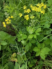 Bupleurum aureum