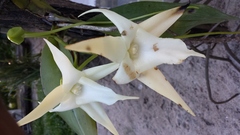 Angraecum sesquipedale