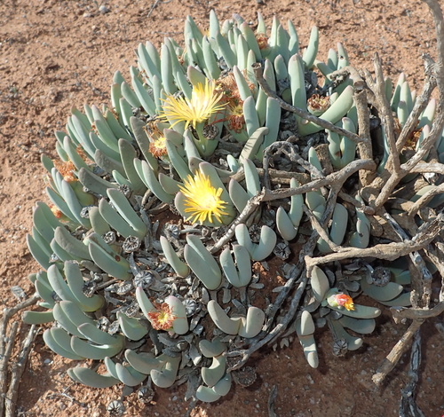 Cheiridopsis robusta