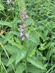 Stachys hispida