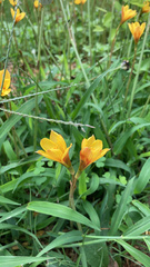 Zephyranthes tubispatha