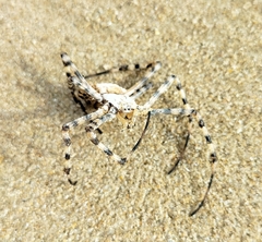 Argiope lobata