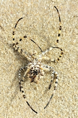 Argiope lobata