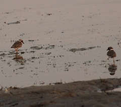 Charadrius hiaticula