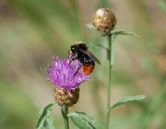 Bombus lapidarius