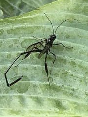 Pelecinus polyturator