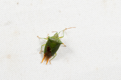 Acanthosoma asahinai