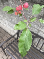 Malus domestica