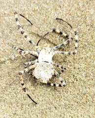 Argiope lobata