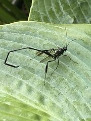 Pelecinus polyturator