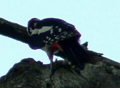 Dendrocopos major
