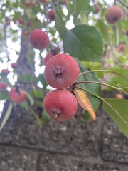 Malus domestica