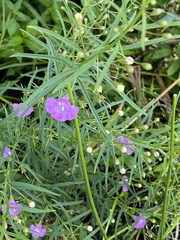 Agalinis tenuifolia