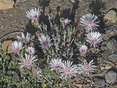 Delosperma brevisepalum