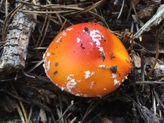 Amanita muscaria flavivolvata