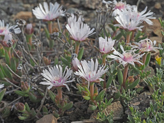 Delosperma brevisepalum