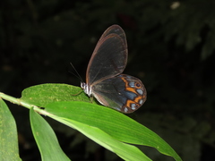 Pseudohaetera hypaesia