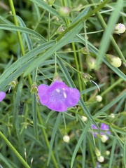Agalinis tenuifolia