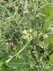 Symphyotrichum pilosum