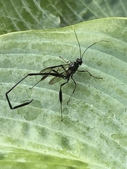 Pelecinus polyturator