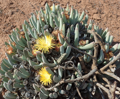 Cheiridopsis robusta