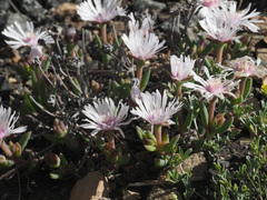 Delosperma brevisepalum