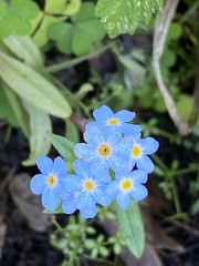 Myosotis scorpioides