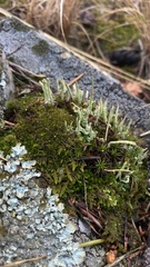 Cladonia