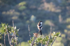 Lanius collaris collaris