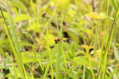 Calopteron