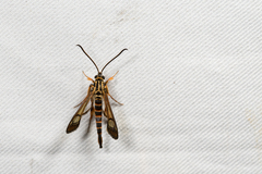 Ichneumenoptera gryphus