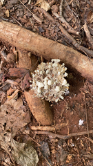 Sebacina schweinitzii