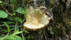 Virescentinae