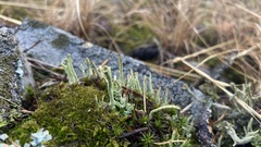 Cladonia