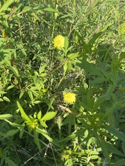 Pyrrhopappus carolinianus