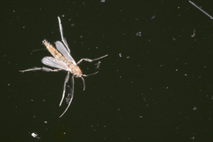 Diptera