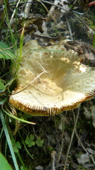 Virescentinae