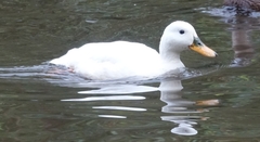 Anas platyrhynchos domesticus